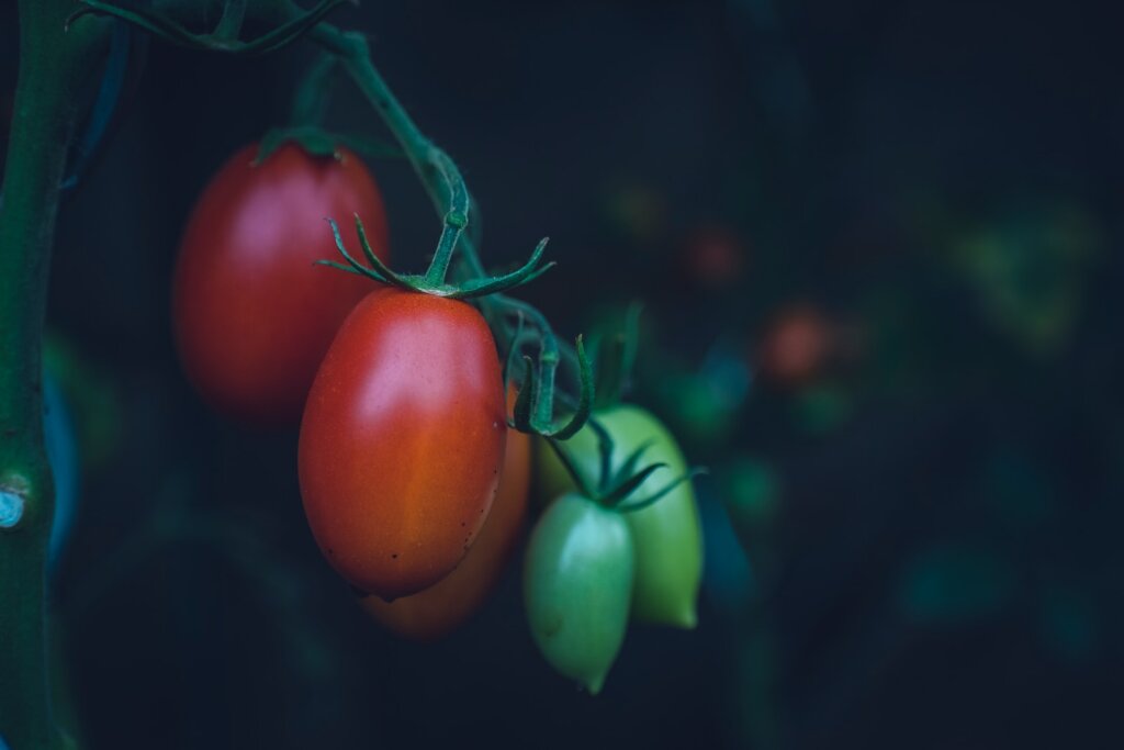 grape tomato