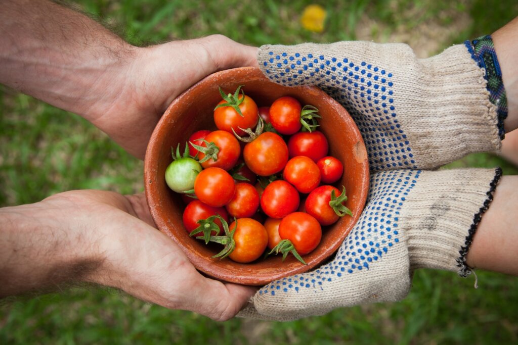 tomato varieties