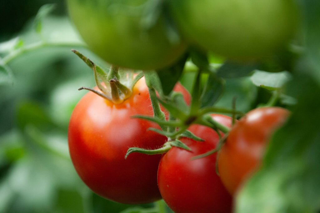 tomato variety