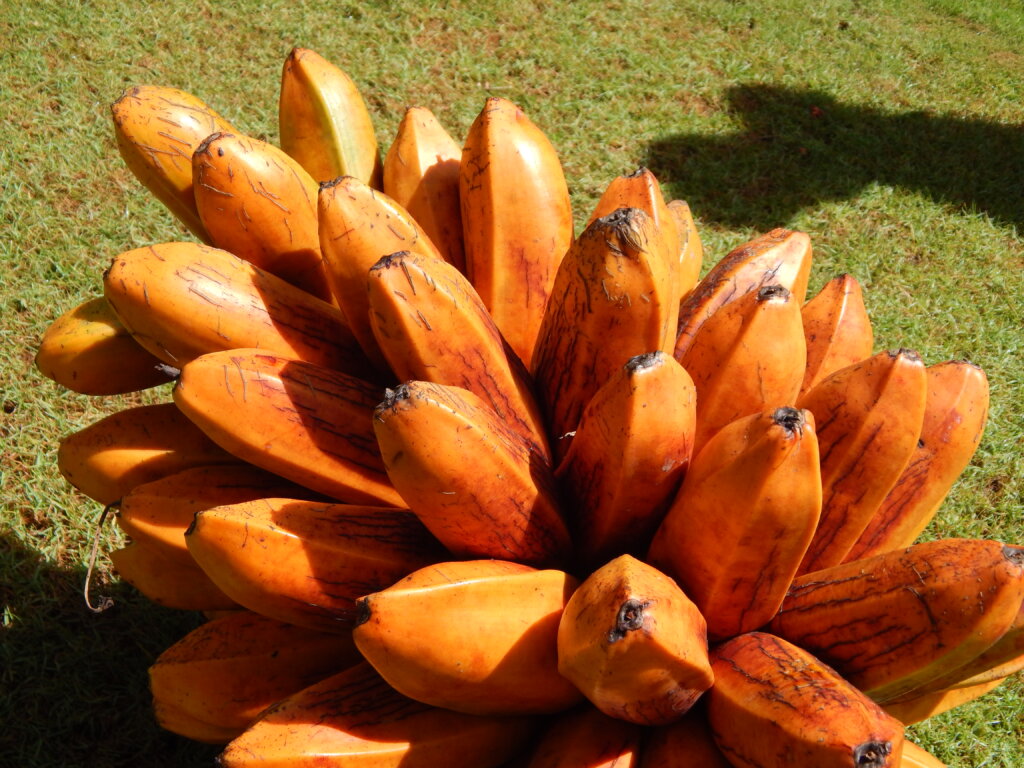 fei banana variety