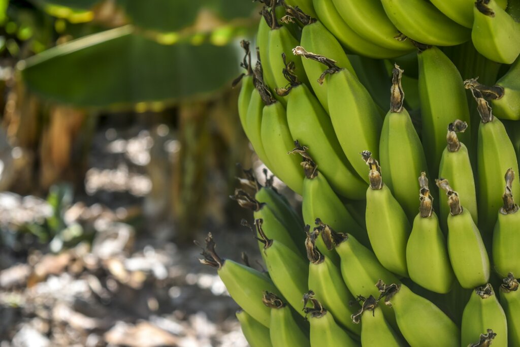 green types of banana